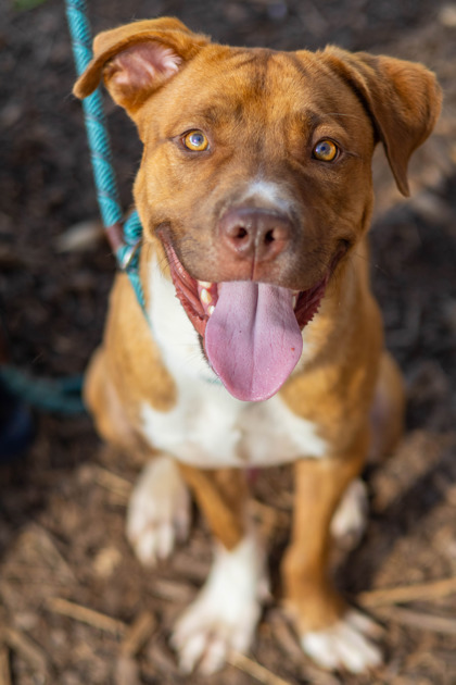Shy, a American Staffordshire Terrier (mix breed), available for adoption