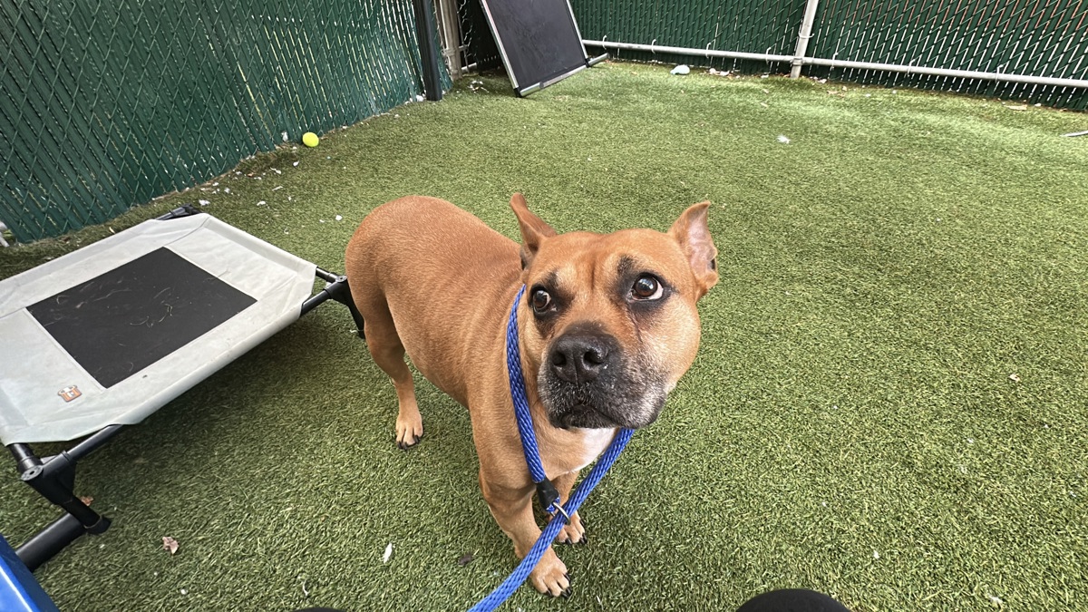 Princess Polly, a American Staffordshire Terrier, available for adoption