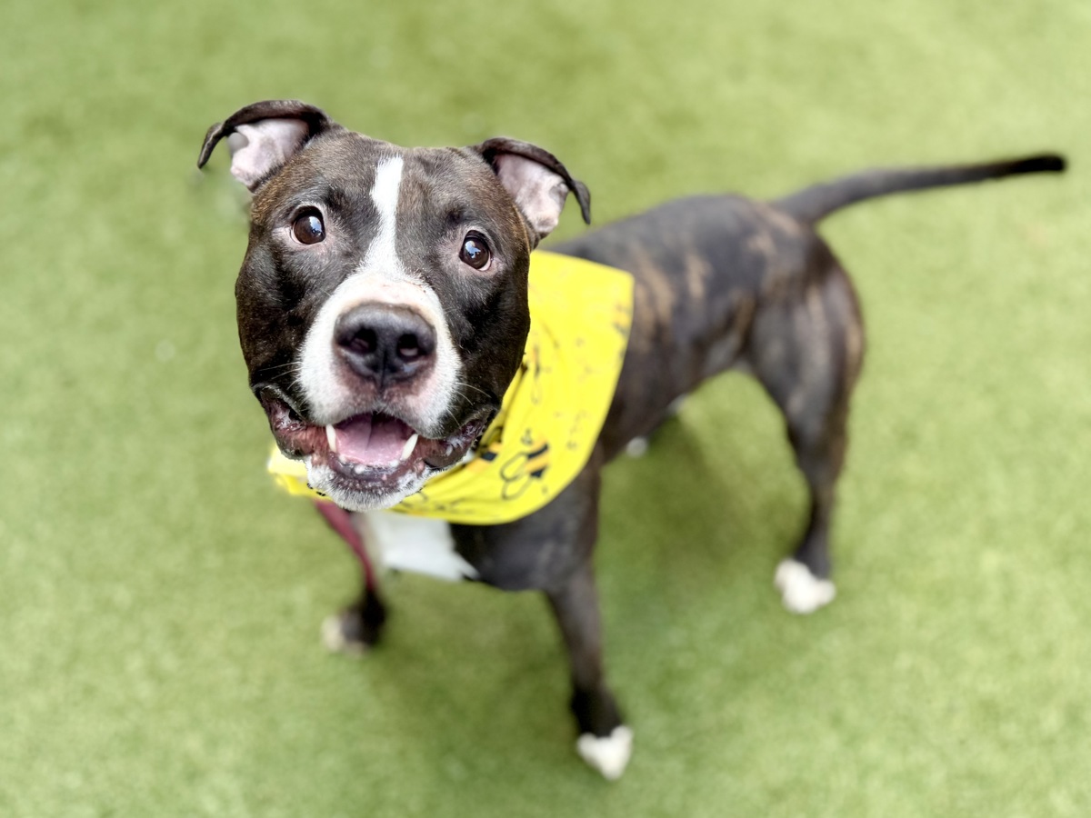 Gideon, a Pit Bull Terrier, available for adoption