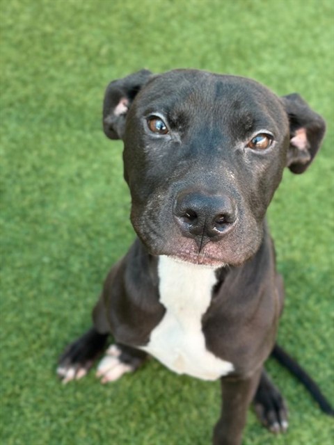 Rolly, a Pit Bull Terrier (mix breed), available for adoption