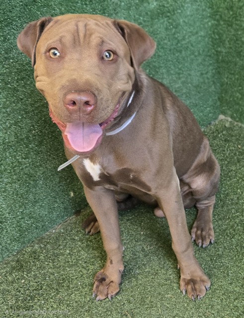 Cooper, a Shar Pei, available for adoption
