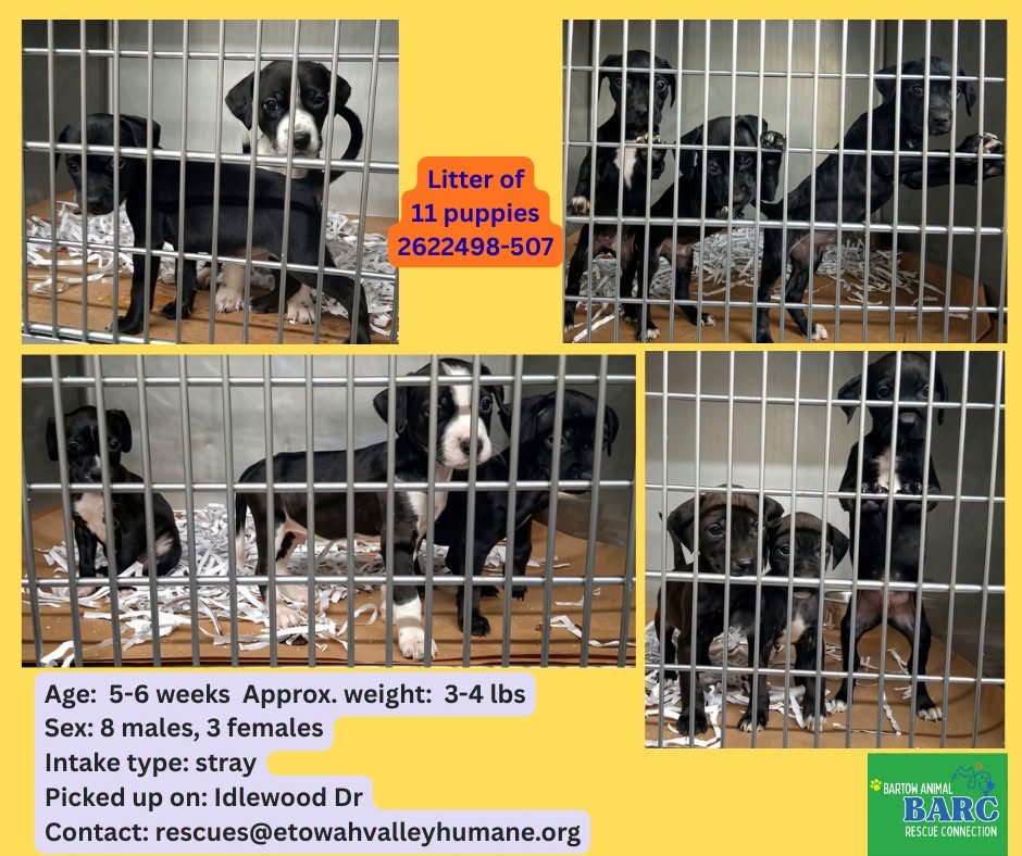 Puppies, a Retriever, available for adoption