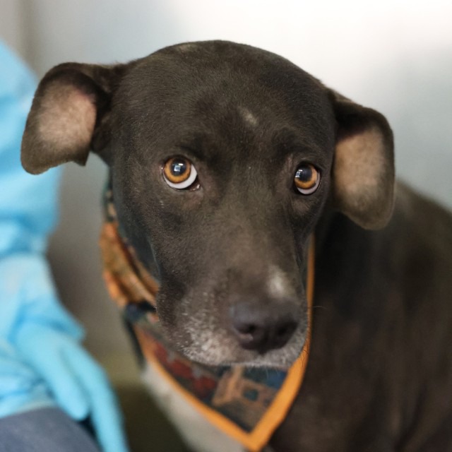 Helen Hope, a American Staffordshire Terrier (mix breed), available for adoption