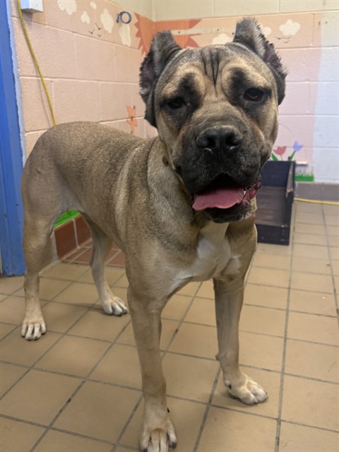 Lil Squishy, a Cane Corso Mastiff, available for adoption
