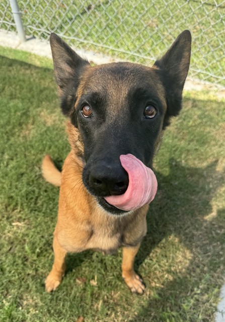 Storm, a Belgian Shepherd Malinois, available for adoption