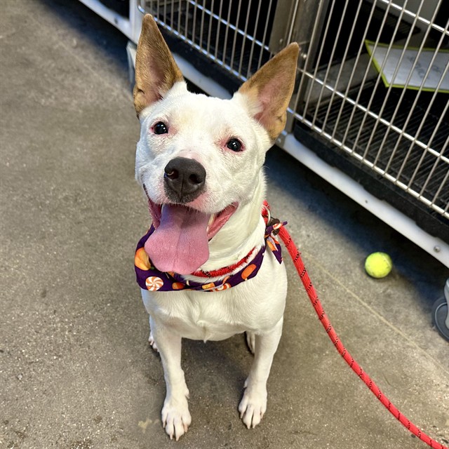 Ginny, a Pit Bull Terrier (mix breed), available for adoption