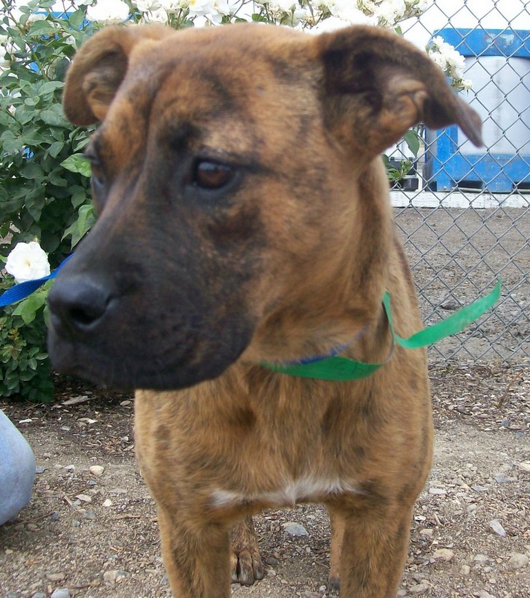 Other Photos of thie Dog