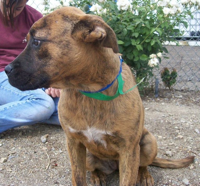 Other Photos of thie Dog