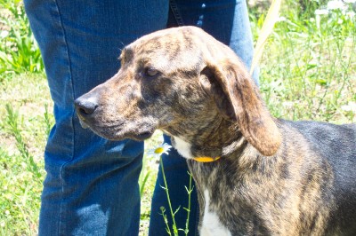 Other Photos of thie Dog