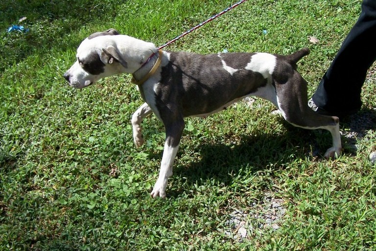 Other Photos of thie Dog