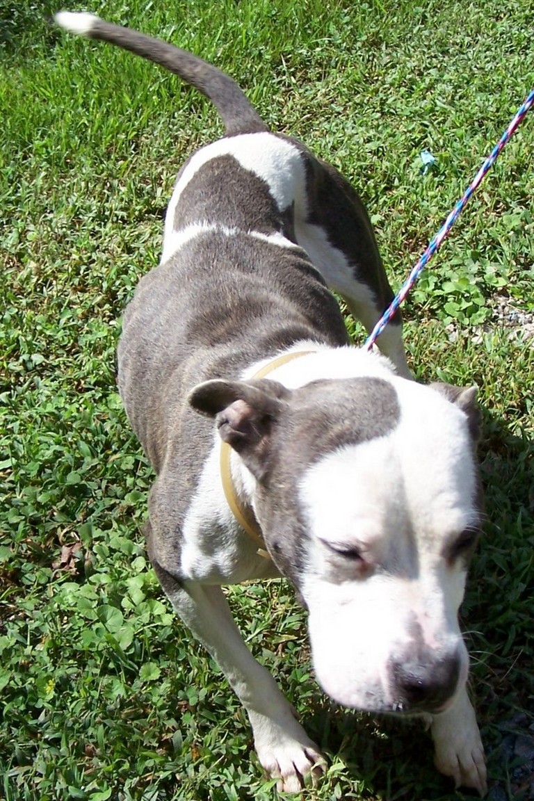 Other Photos of thie Dog