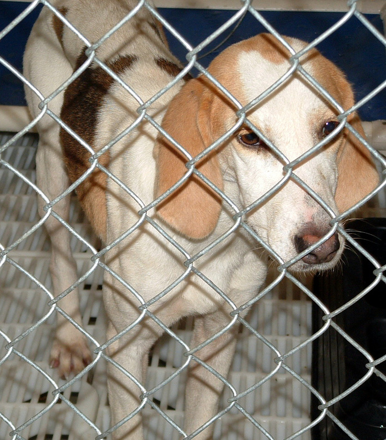 Other Photos of thie Dog