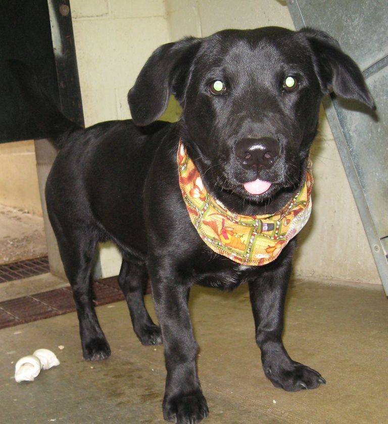 Other Photos of thie Dog