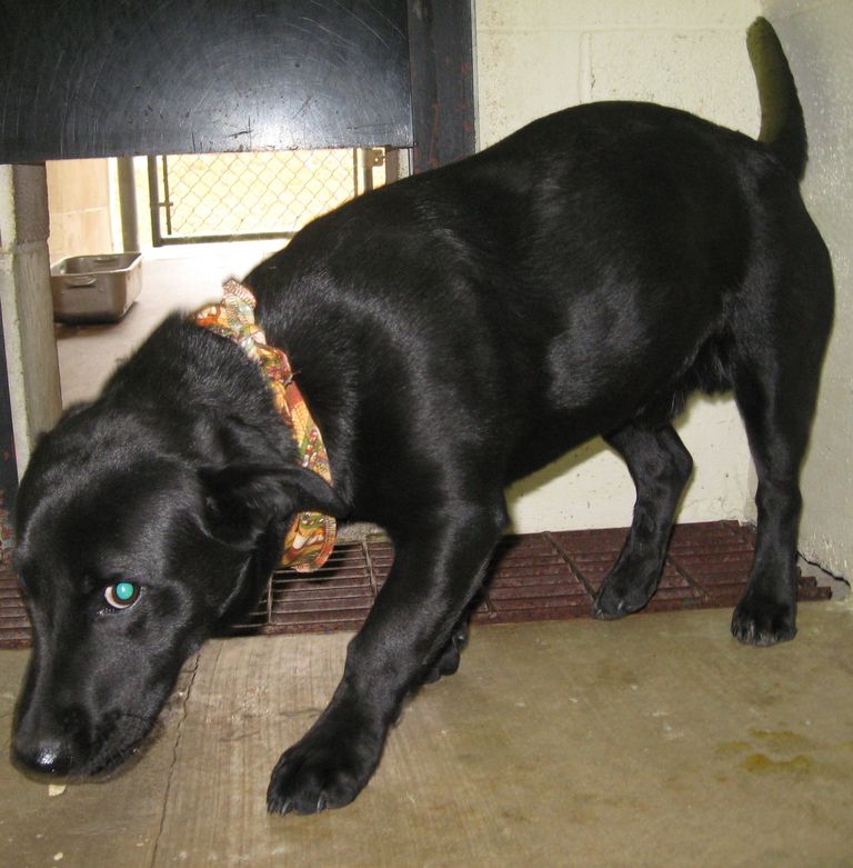 Other Photos of thie Dog
