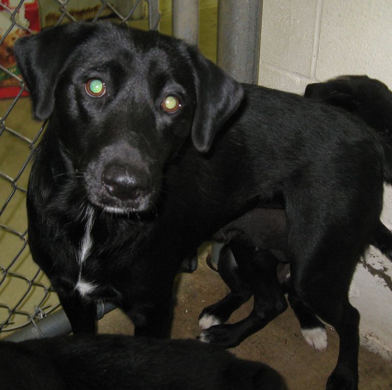 Other Photos of thie Dog