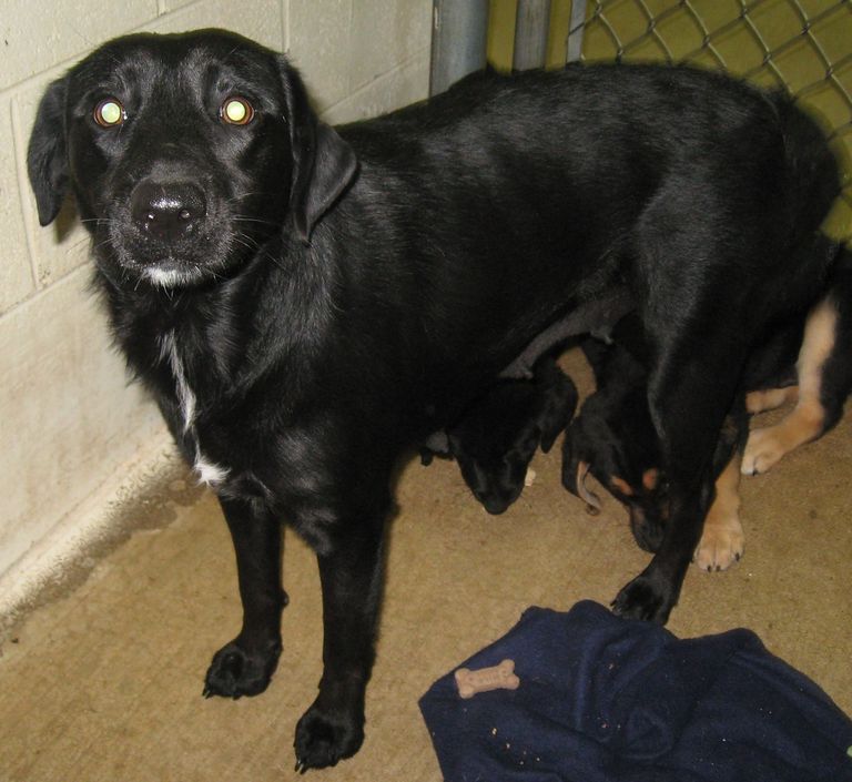 Other Photos of thie Dog