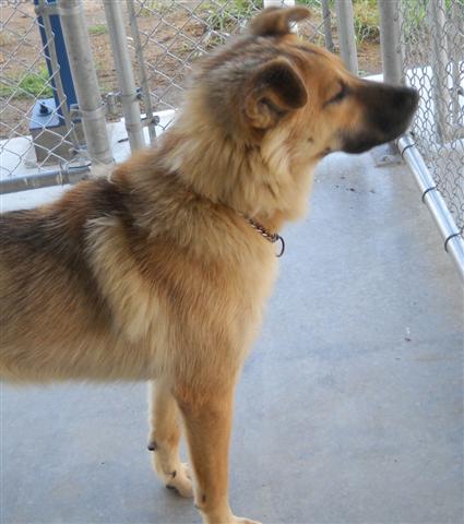 Other Photos of thie Dog