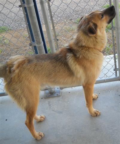 Other Photos of thie Dog