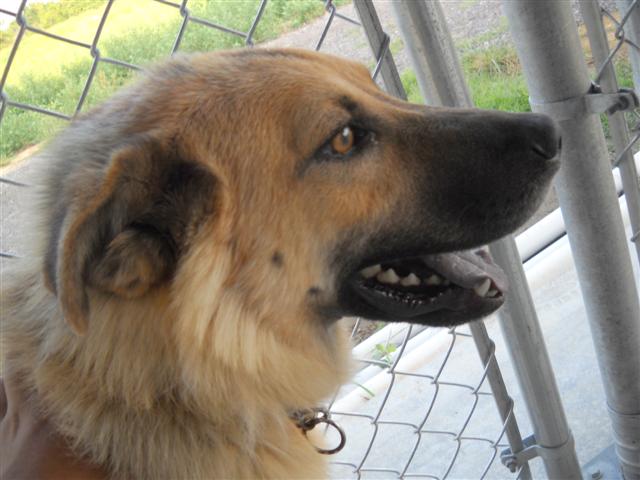Other Photos of thie Dog