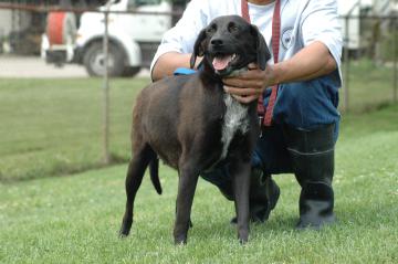 Other Photos of thie Dog