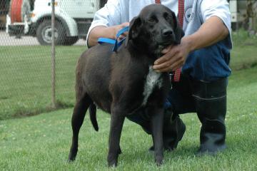 Other Photos of thie Dog