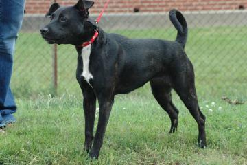 Other Photos of thie Dog