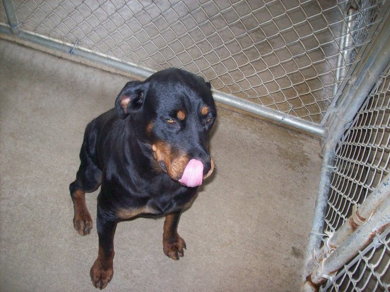 Other Photos of thie Dog