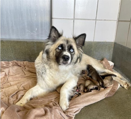 Main Photo of this Dog