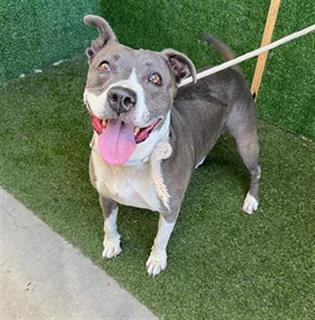 Main Photo of this Dog