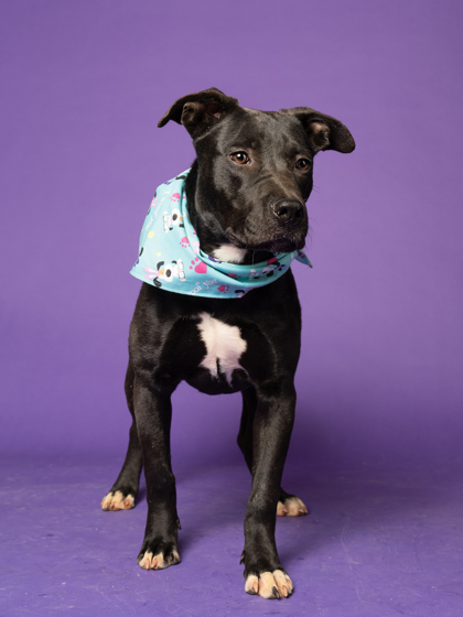 Main Photo of this Dog