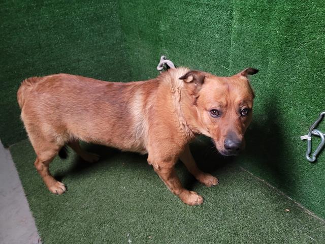 Main Photo of this Dog