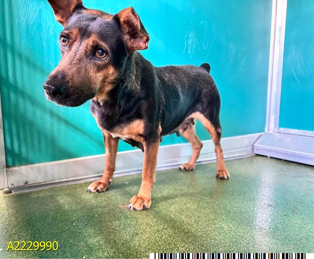 Main Photo of this Dog