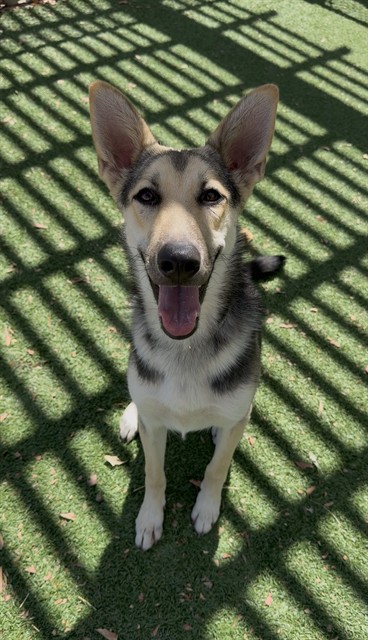 Adoptable pet photo