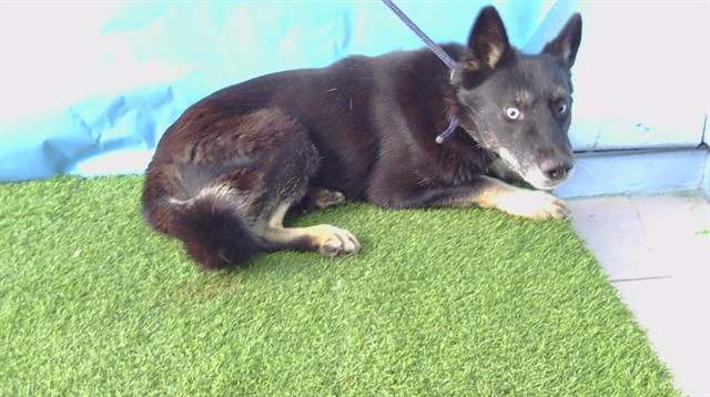 Other Photos of thie Dog