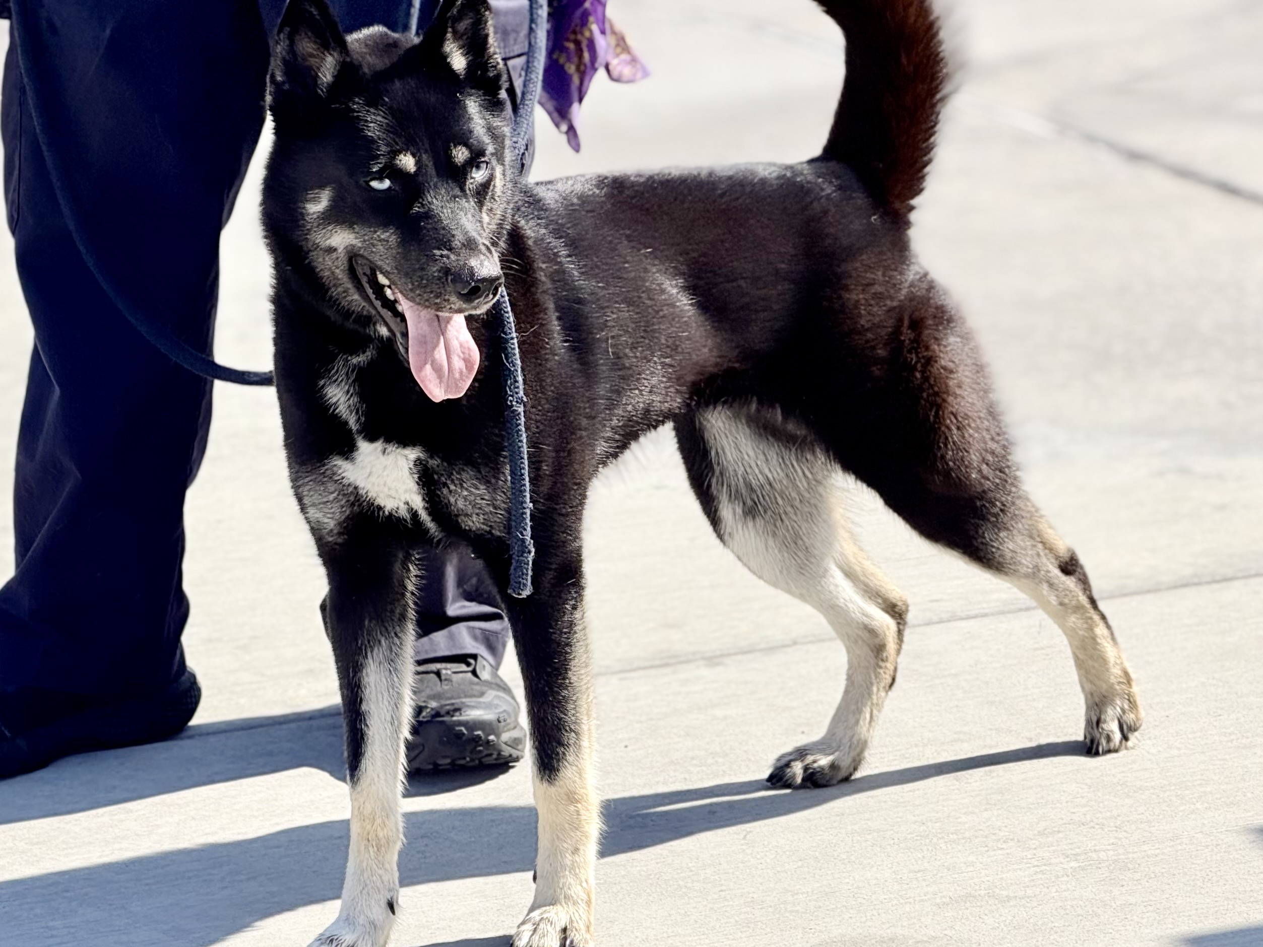 Other Photos of thie Dog