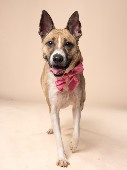 Orange, a Terrier, available for adoption