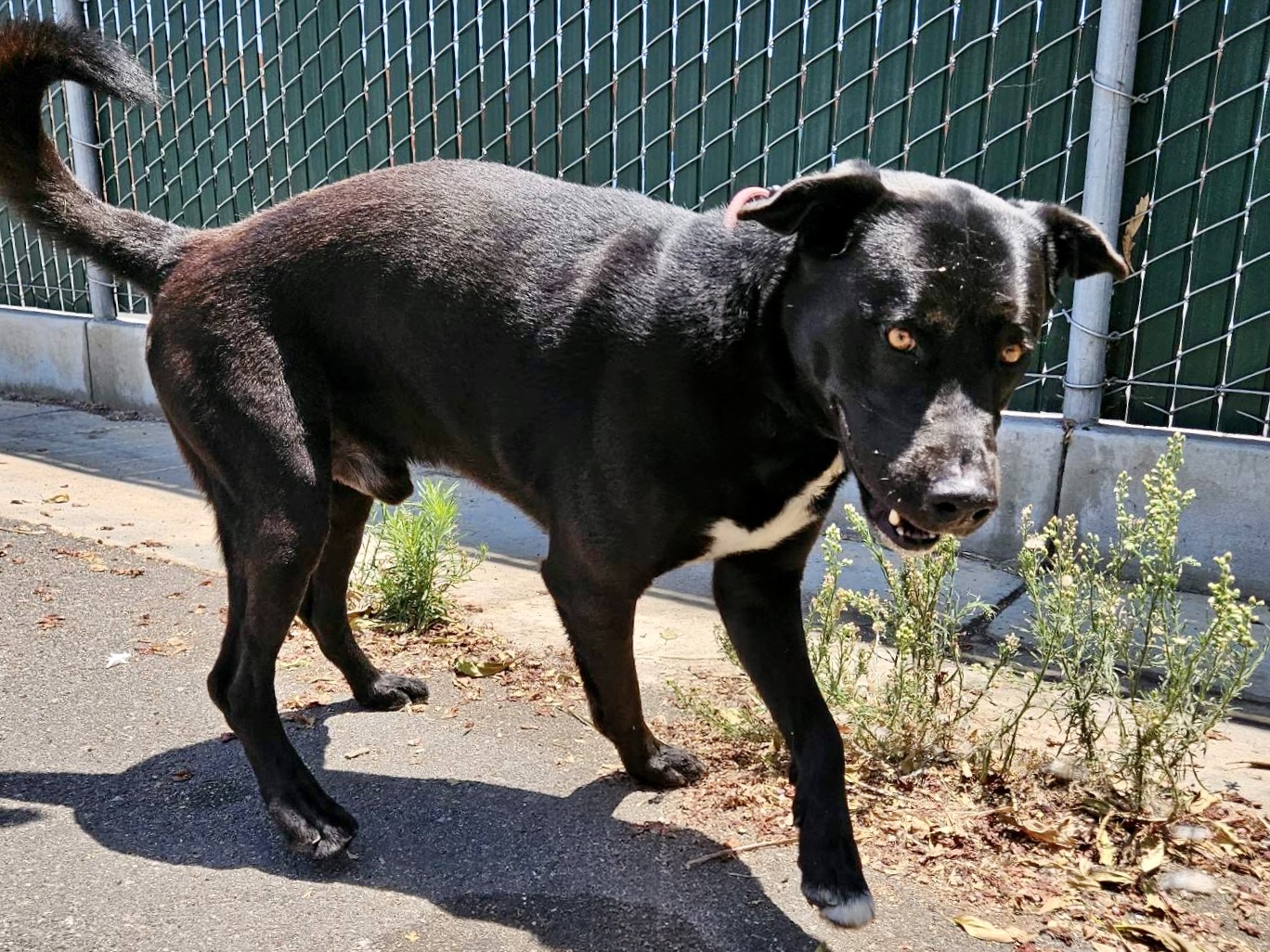 Bruno, a Labrador Retriever, available for adoption