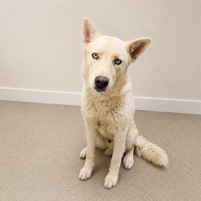Melvin, a Husky, available for adoption