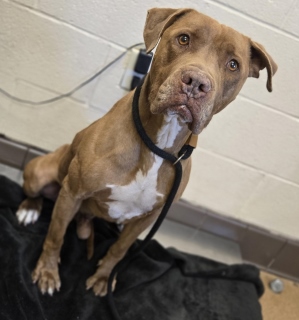 Hanford, a Pit Bull Terrier, available for adoption