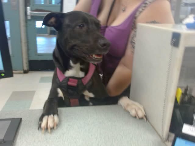 A478674, a Pit Bull Terrier, available for adoption