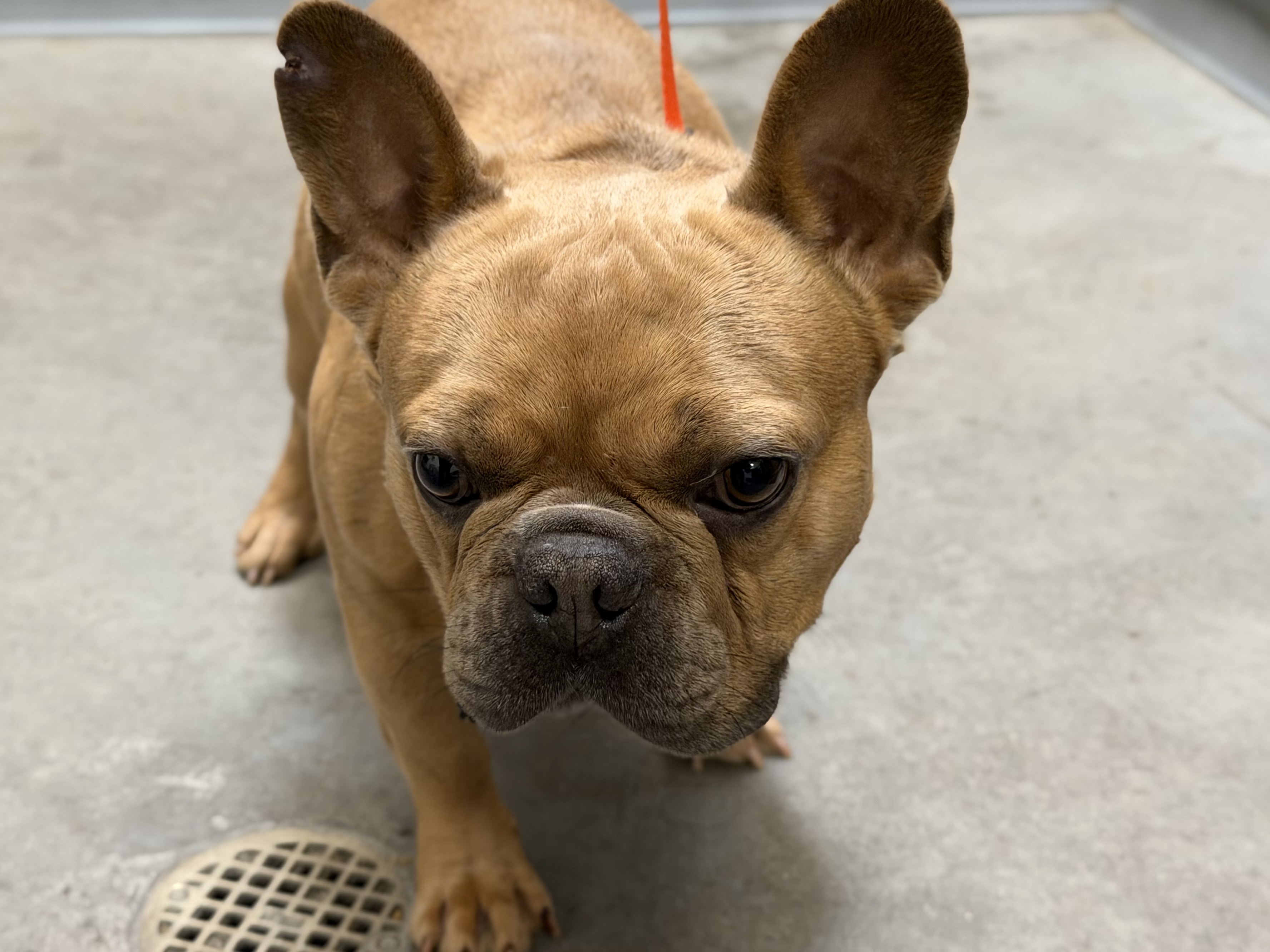 Stitch, a French Bulldog, available for adoption