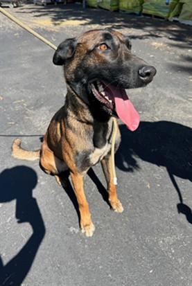 Goose, a Belgian Shepherd Malinois, available for adoption