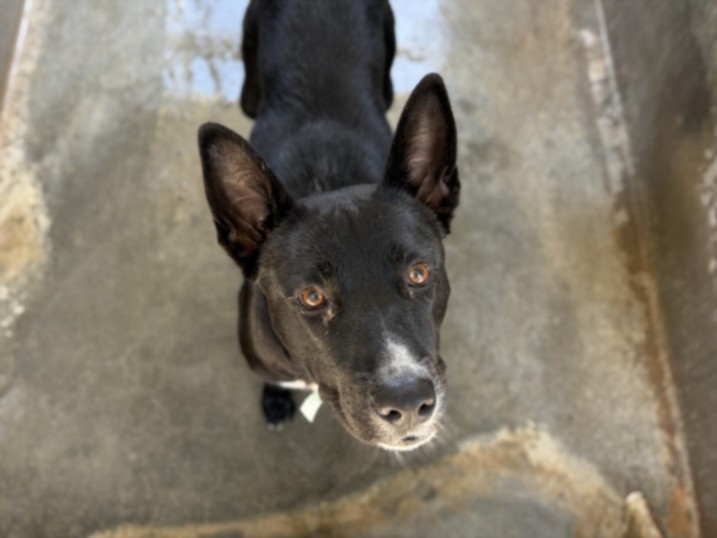 Logan, a Labrador Retriever, available for adoption