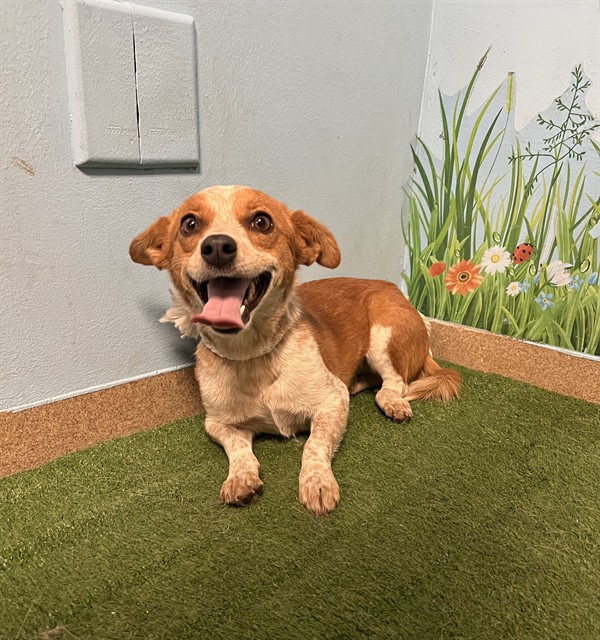 A5792728, a Australian Cattle Dog/Blue Heeler, available for adoption