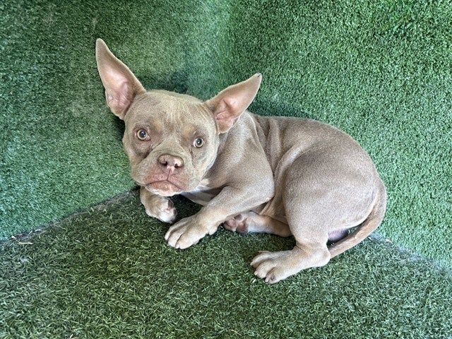 A5793367, a French Bulldog, available for adoption