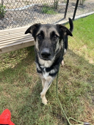 Kinger, a German Shepherd (mix breed), available for adoption