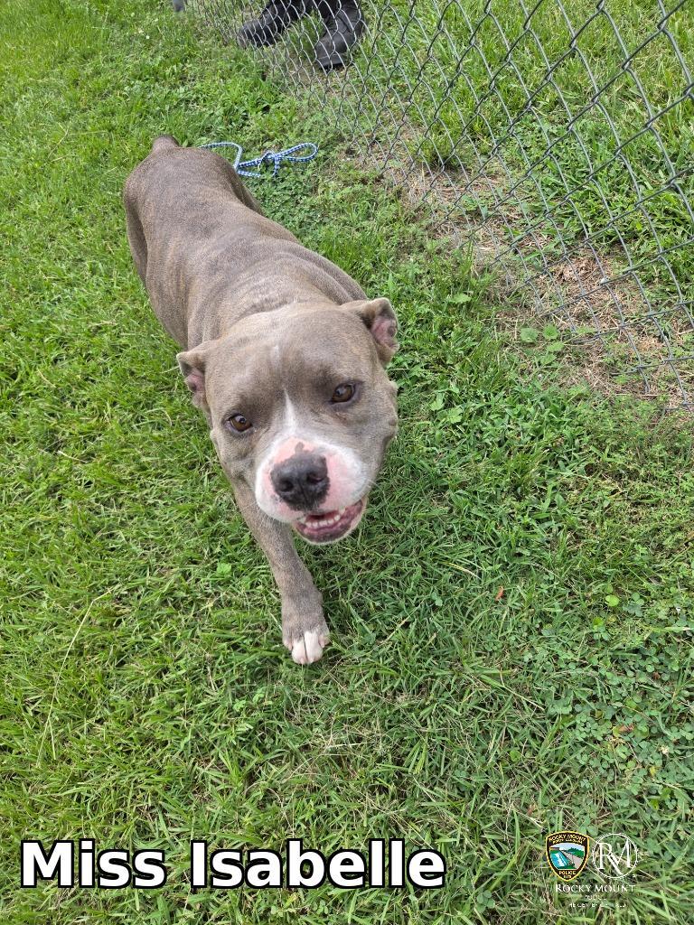 Adoptable pet photo