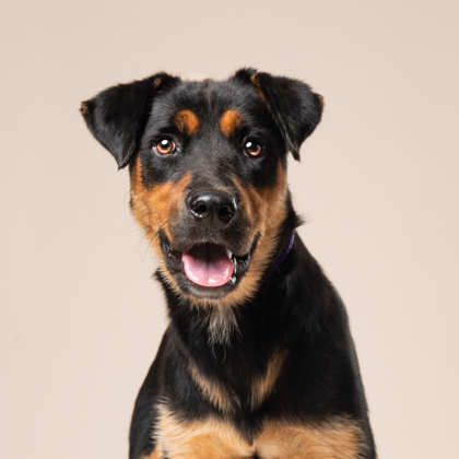 Leslie, a Beauceron (mix breed), available for adoption