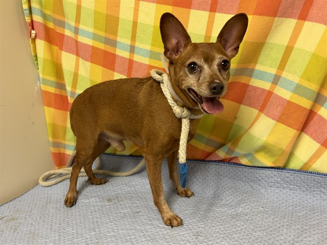 Adoptable pet photo