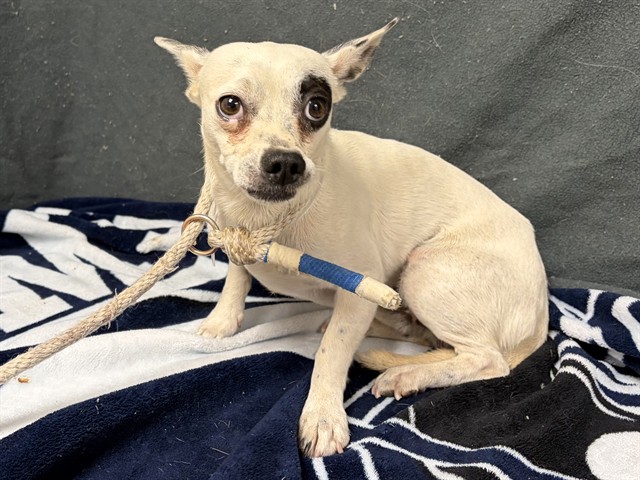 Adoptable pet photo